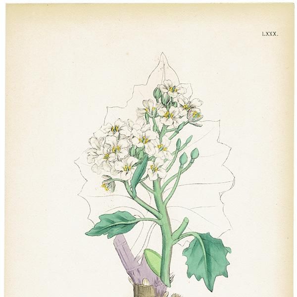 ꥹ ƥ ܥ˥륢/ʪ Crambe maritima(/ϥޥ). plate.80,1863ǯ 0368