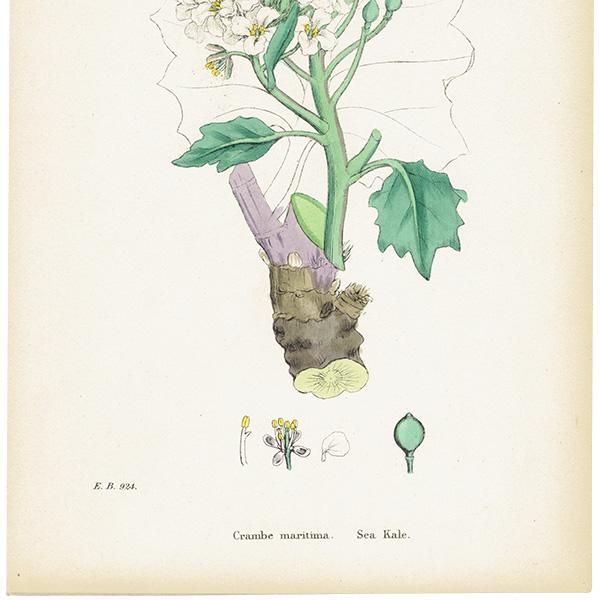 ꥹ ƥ ܥ˥륢/ʪ Crambe maritima(/ϥޥ). plate.80,1863ǯ 0368