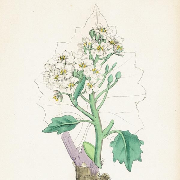 ꥹ ƥ ܥ˥륢/ʪ Crambe maritima(/ϥޥ). plate.80,1863ǯ 0368