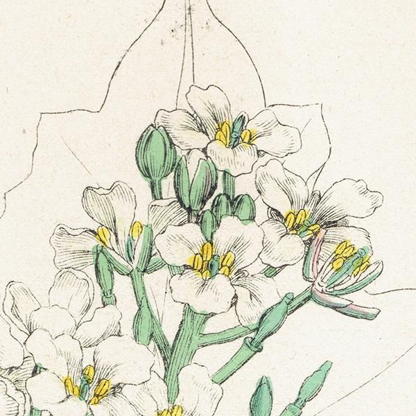 ꥹ ƥ ܥ˥륢/ʪ Crambe maritima(/ϥޥ). plate.80,1863ǯ 0368