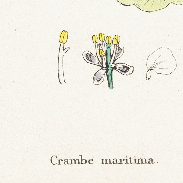 ꥹ ƥ ܥ˥륢/ʪ Crambe maritima(/ϥޥ). plate.80,1863ǯ 0368