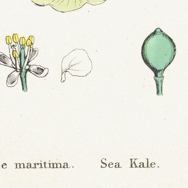 ꥹ ƥ ܥ˥륢/ʪ Crambe maritima(/ϥޥ). plate.80,1863ǯ 0368