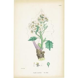 ꥹ ƥ ܥ˥륢/ʪ Crambe maritima(/ϥޥ). plate.80,1863ǯ 0368