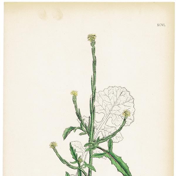 ꥹ ƥ ܥ˥륢/ʪ Sisymbrium officinale(ͥ饷). plate.96,1863ǯ 0370