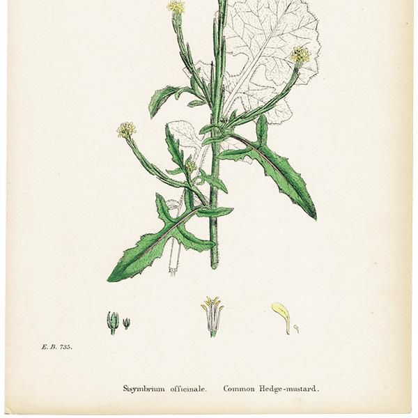 ꥹ ƥ ܥ˥륢/ʪ Sisymbrium officinale(ͥ饷). plate.96,1863ǯ 0370