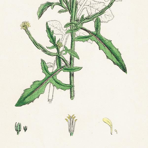 ꥹ ƥ ܥ˥륢/ʪ Sisymbrium officinale(ͥ饷). plate.96,1863ǯ 0370