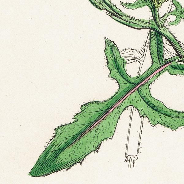 ꥹ ƥ ܥ˥륢/ʪ Sisymbrium officinale(ͥ饷). plate.96,1863ǯ 0370