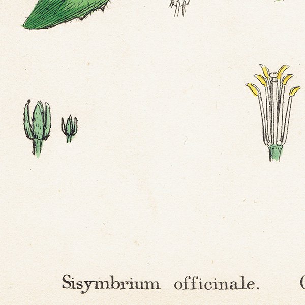 ꥹ ƥ ܥ˥륢/ʪ Sisymbrium officinale(ͥ饷). plate.96,1863ǯ 0370