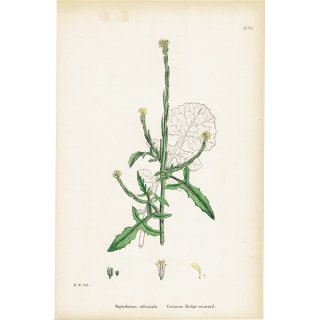 イギリス アンティーク ボタニカルアート/植物画 Sisymbrium officinale(カキネガラシ). plate.96,1863年 0370