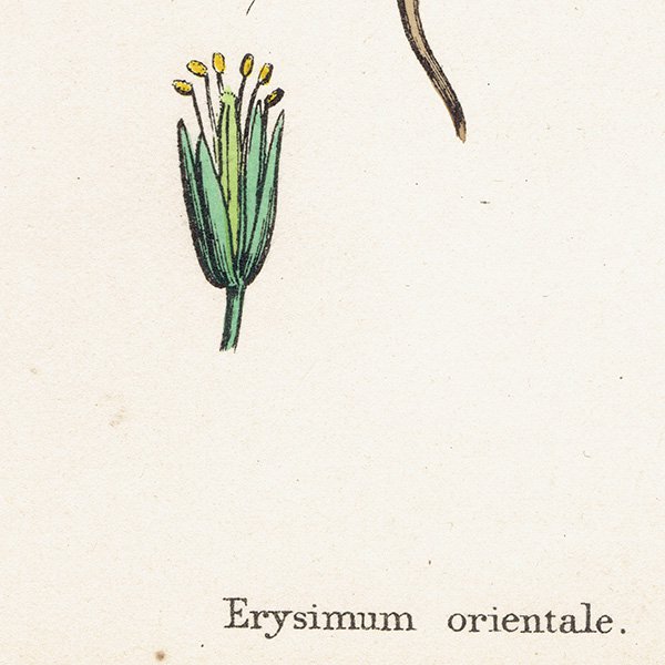ꥹ ƥ ܥ˥륢/ʪ Erysimum orientale. plate.101,1863ǯ 0371