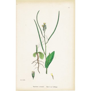 イギリス アンティーク ボタニカルアート/植物画 Erysimum orientale. plate.101,1863年 0371
