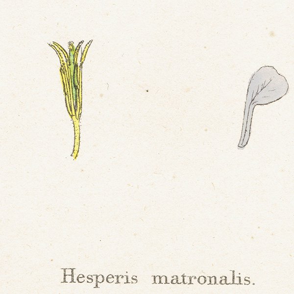 ꥹ ƥ ܥ˥륢/ʪ Hesperis matronalis(ϥʥ). plate.103,1863ǯ 0372