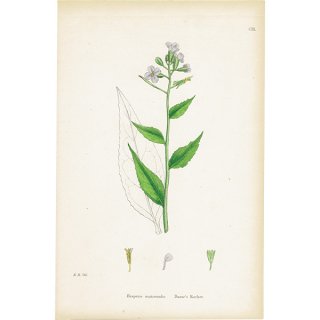 イギリス アンティーク ボタニカルアート/植物画 Hesperis matronalis(ハナダイコン). plate.103,1863年 0372
