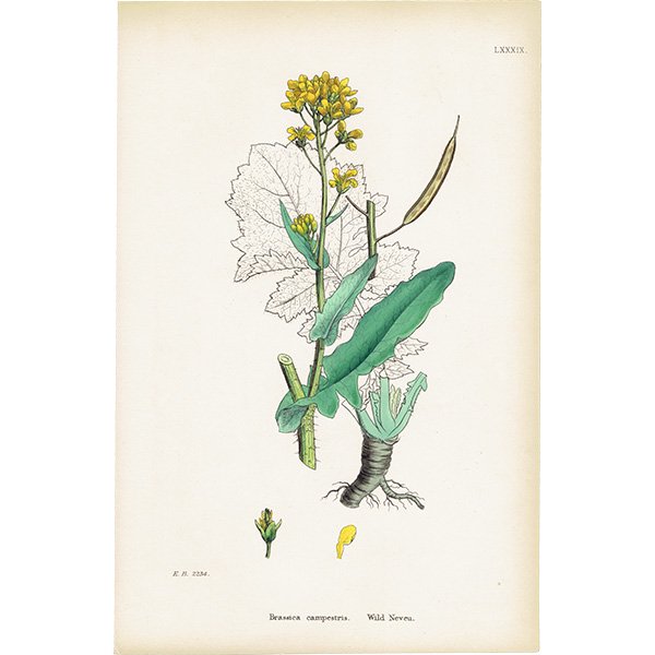 ꥹ ƥ ܥ˥륢/ʪ Brassica campestris(֥). plate.89,1863ǯ 0374