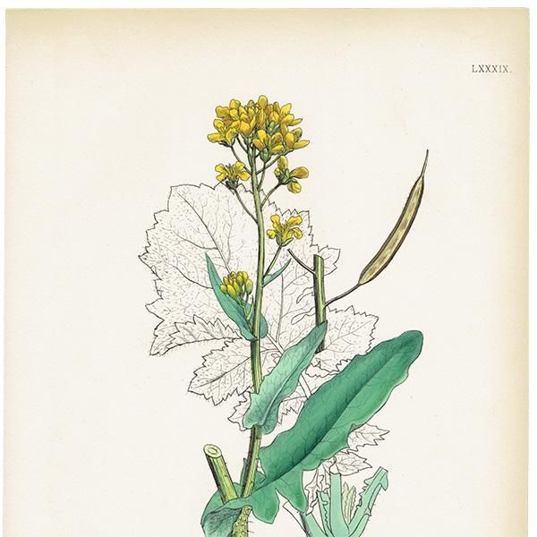 ꥹ ƥ ܥ˥륢/ʪ Brassica campestris(֥). plate.89,1863ǯ 0374