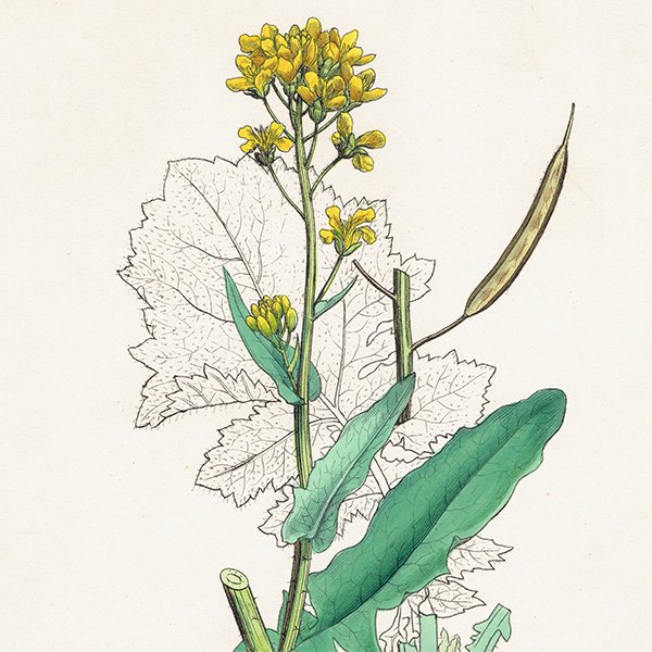 イギリス アンティーク ボタニカルアート/植物画 Brassica campestris(アブラナ). plate.89
