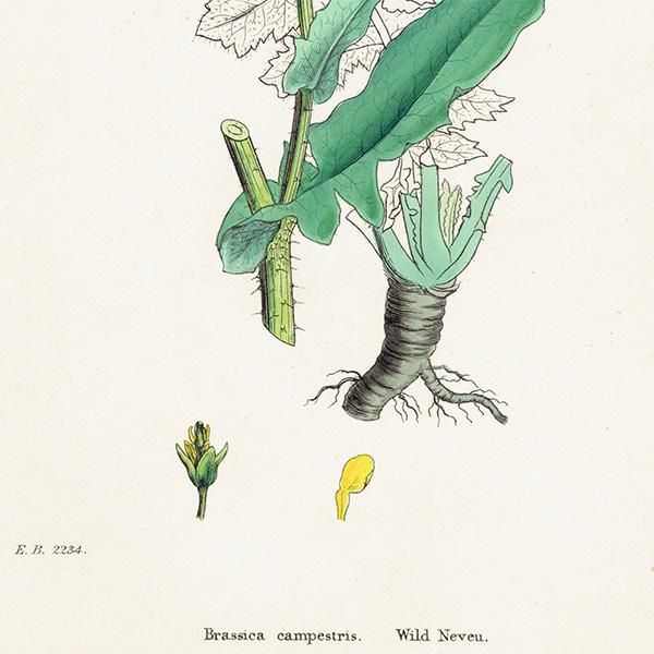 ꥹ ƥ ܥ˥륢/ʪ Brassica campestris(֥). plate.89,1863ǯ 0374