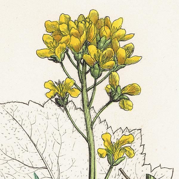 ꥹ ƥ ܥ˥륢/ʪ Brassica campestris(֥). plate.89,1863ǯ 0374