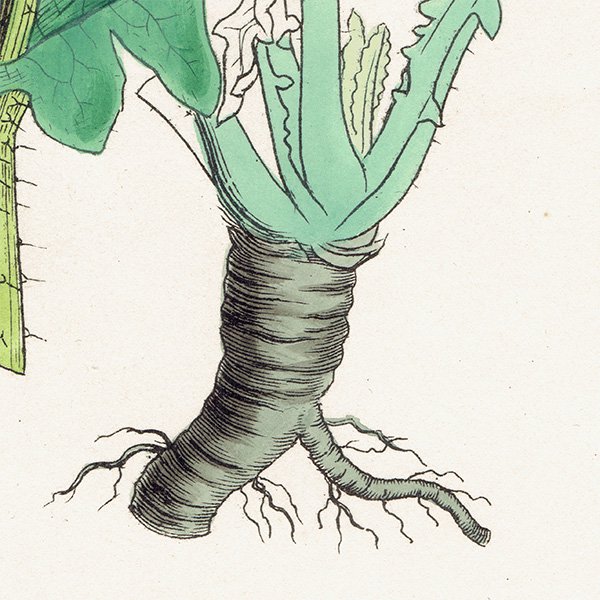 ꥹ ƥ ܥ˥륢/ʪ Brassica campestris(֥). plate.89,1863ǯ 0374
