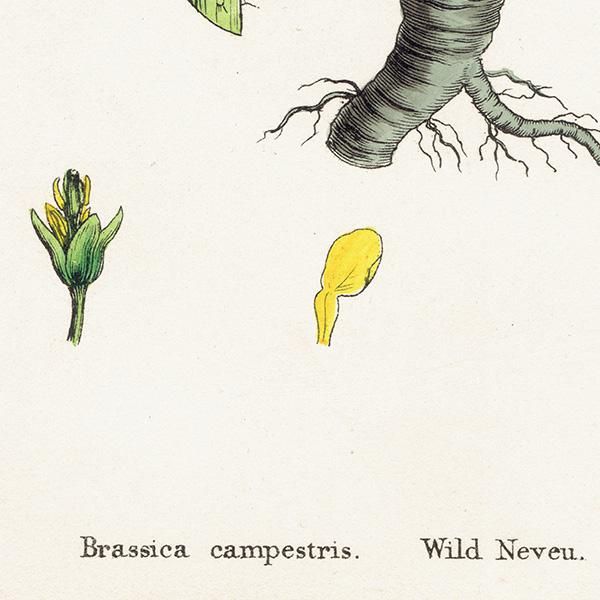 ꥹ ƥ ܥ˥륢/ʪ Brassica campestris(֥). plate.89,1863ǯ 0374