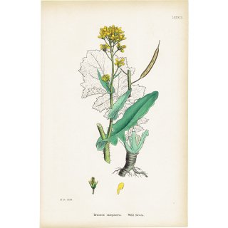 イギリス アンティーク ボタニカルアート/植物画 Brassica campestris(アブラナ). plate.89,1863年 0374