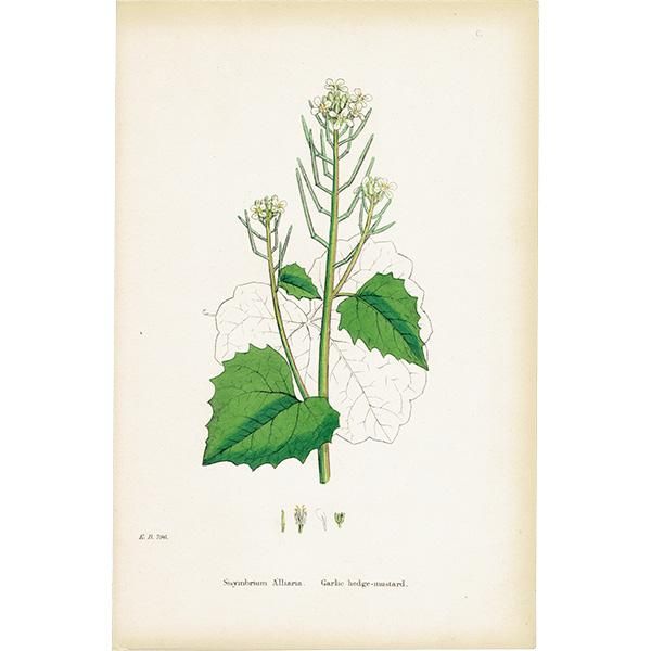 イギリス ボタニカルプリント 植物画 Sisymbrium Alliaria ニンニクガラシ Plate 100 1863john Edward Sowerby 0375 アンティーク ヴィンテージの古いプリント 紙もの Comfy Design イギリス ボタニカルプリント 植物画 Sisymbrium Alliaria ニンニクガラシ Plate 100 1863john Edward Sowerby 0375 アンティーク ヴィンテージの古いプリント 紙もの Comfy Design