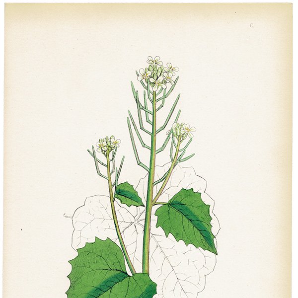ꥹ ƥ ܥ˥륢/ʪ Sisymbrium Alliaria(˥˥饷). plate.100,1863ǯ 0375