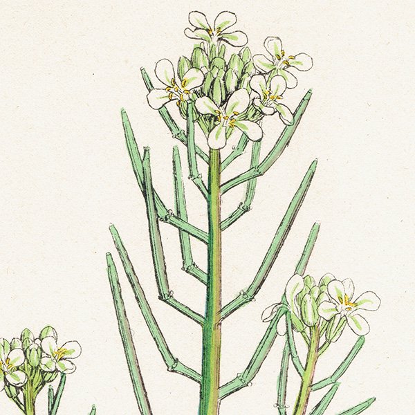 イギリス ボタニカルプリント 植物画 Sisymbrium Alliaria ニンニクガラシ Plate 100 1863john Edward Sowerby 0375 アンティーク ヴィンテージの古いプリント 紙もの Comfy Design