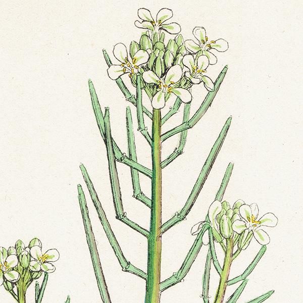 ꥹ ƥ ܥ˥륢/ʪ Sisymbrium Alliaria(˥˥饷). plate.100,1863ǯ 0375