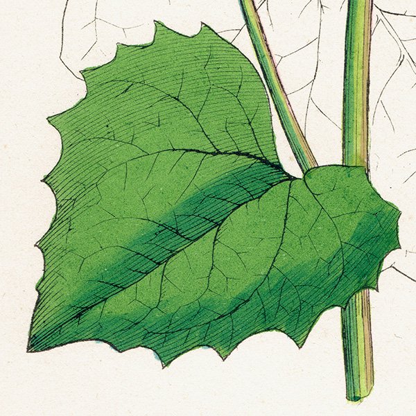 ꥹ ƥ ܥ˥륢/ʪ Sisymbrium Alliaria(˥˥饷). plate.100,1863ǯ 0375