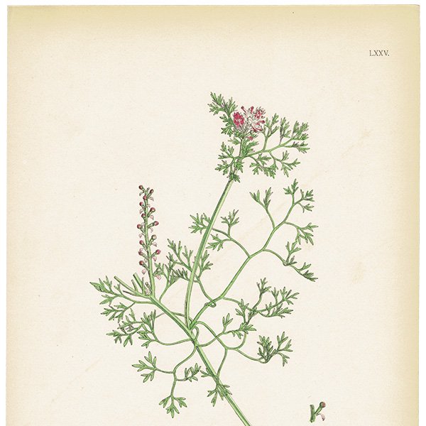 ꥹ ƥ ܥ˥륢/ʪ Fumaria micrantha(饯ޥ). plate.75,1863ǯ 0379