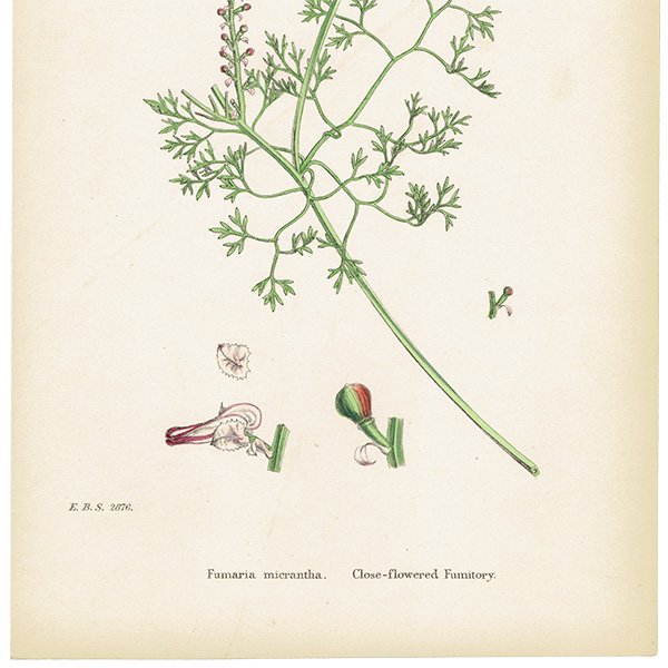 ꥹ ƥ ܥ˥륢/ʪ Fumaria micrantha(饯ޥ). plate.75,1863ǯ 0379