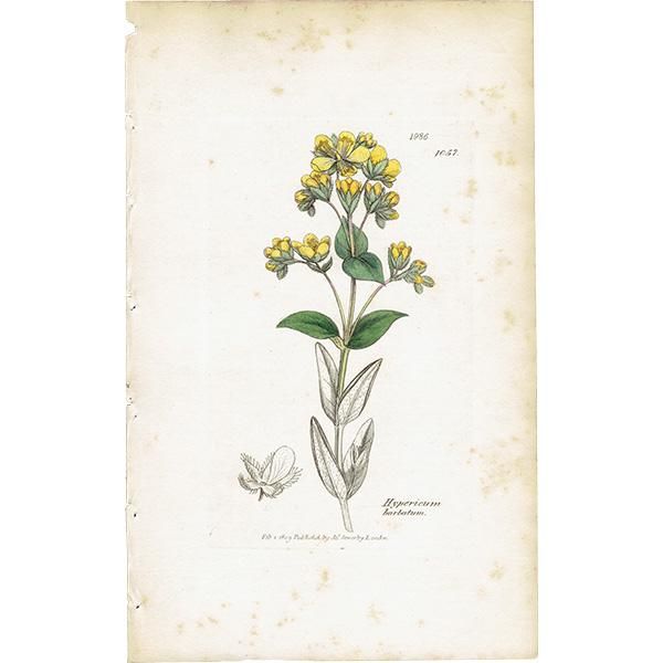 ꥹ ƥ ܥ˥륢/ʪ Hypericum barbatumʥҥڥꥫ/ȥ꥽. plate.1057,1839ǯ 0383