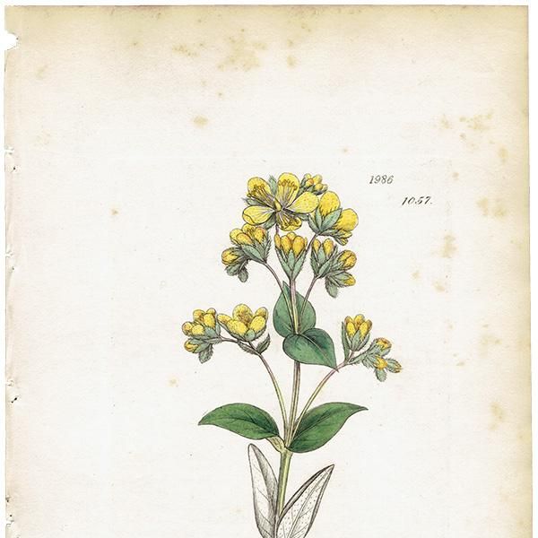 ꥹ ƥ ܥ˥륢/ʪ Hypericum barbatumʥҥڥꥫ/ȥ꥽. plate.1057,1839ǯ 0383