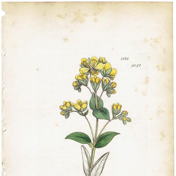 ꥹ ƥ ܥ˥륢/ʪ Hypericum barbatumʥҥڥꥫ/ȥ꥽. plate.1057,1839ǯ 0383