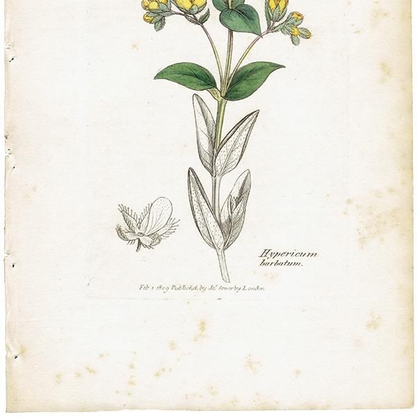 ꥹ ƥ ܥ˥륢/ʪ Hypericum barbatumʥҥڥꥫ/ȥ꥽. plate.1057,1839ǯ 0383