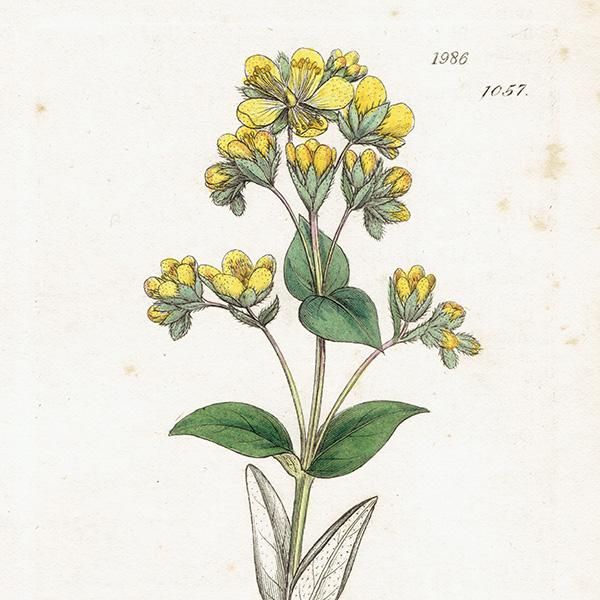 ꥹ ƥ ܥ˥륢/ʪ Hypericum barbatumʥҥڥꥫ/ȥ꥽. plate.1057,1839ǯ 0383