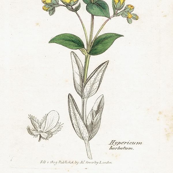 ꥹ ƥ ܥ˥륢/ʪ Hypericum barbatumʥҥڥꥫ/ȥ꥽. plate.1057,1839ǯ 0383