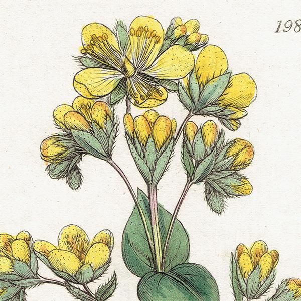 ꥹ ƥ ܥ˥륢/ʪ Hypericum barbatumʥҥڥꥫ/ȥ꥽. plate.1057,1839ǯ 0383