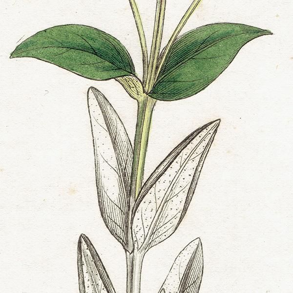 ꥹ ƥ ܥ˥륢/ʪ Hypericum barbatumʥҥڥꥫ/ȥ꥽. plate.1057,1839ǯ 0383