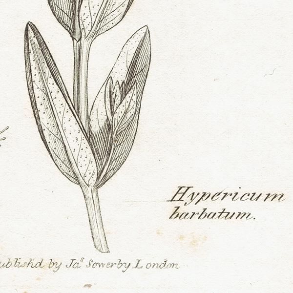 ꥹ ƥ ܥ˥륢/ʪ Hypericum barbatumʥҥڥꥫ/ȥ꥽. plate.1057,1839ǯ 0383