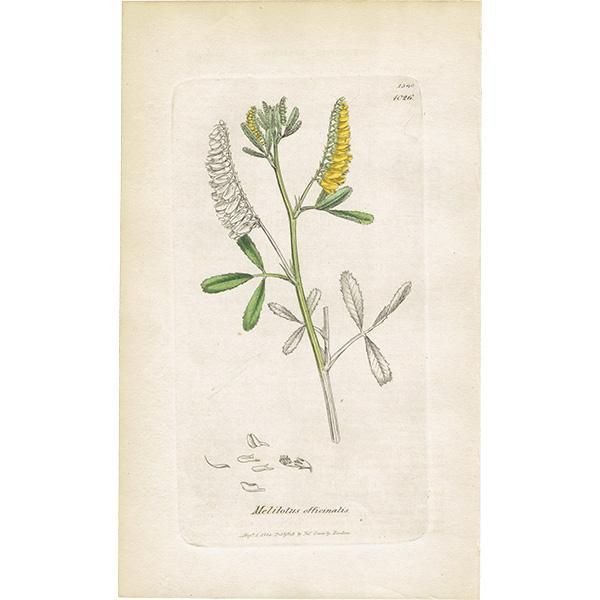 ꥹ ƥ ܥ˥륢/ʪ Melitotus officinalisʥʥϥ. plate.1026,1839ǯ 0386