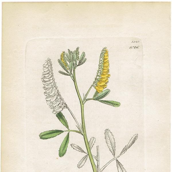 ꥹ ƥ ܥ˥륢/ʪ Melitotus officinalisʥʥϥ. plate.1026,1839ǯ 0386