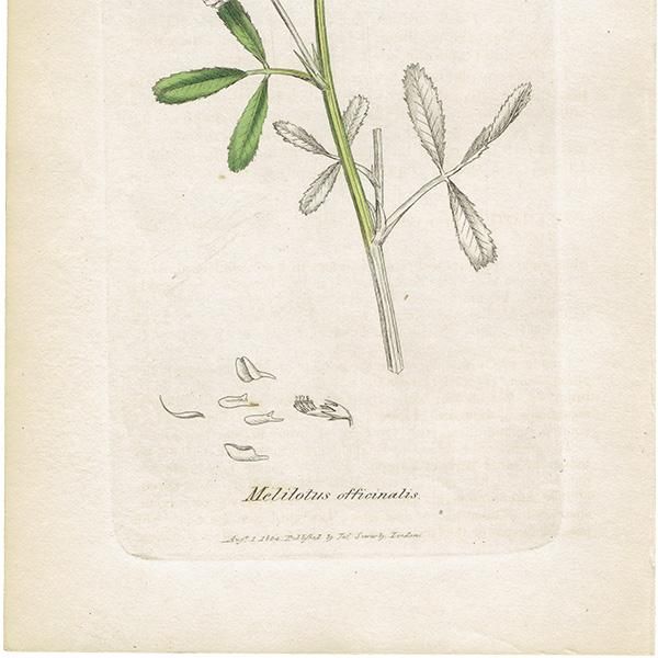 ꥹ ƥ ܥ˥륢/ʪ Melitotus officinalisʥʥϥ. plate.1026,1839ǯ 0386