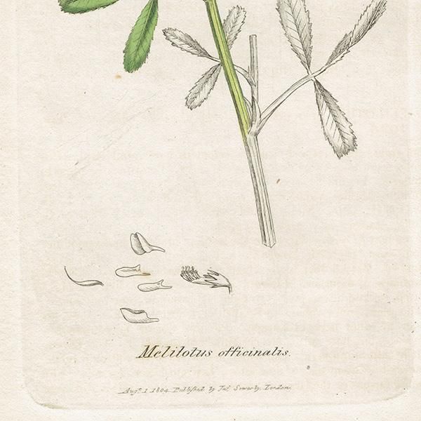 ꥹ ƥ ܥ˥륢/ʪ Melitotus officinalisʥʥϥ. plate.1026,1839ǯ 0386