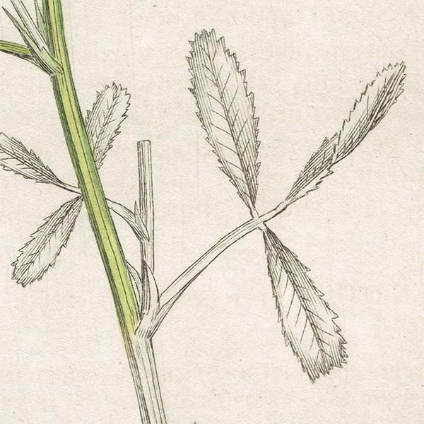 ꥹ ƥ ܥ˥륢/ʪ Melitotus officinalisʥʥϥ. plate.1026,1839ǯ 0386