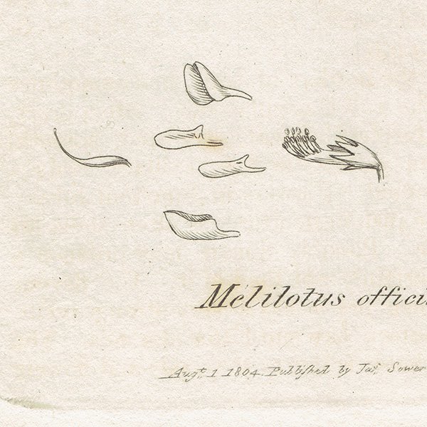 ꥹ ƥ ܥ˥륢/ʪ Melitotus officinalisʥʥϥ. plate.1026,1839ǯ 0386