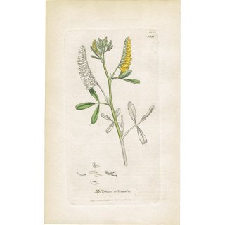 イギリス アンティーク ボタニカルアート/植物画 Melitotus officinalis（シナガワハギ）. plate.1026,1839年 0386