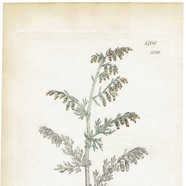 ꥹ ƥ ܥ˥륢/ʪ Artemisia maritimaʥߥ֥⥮. plate.1132,1839ǯ 0387