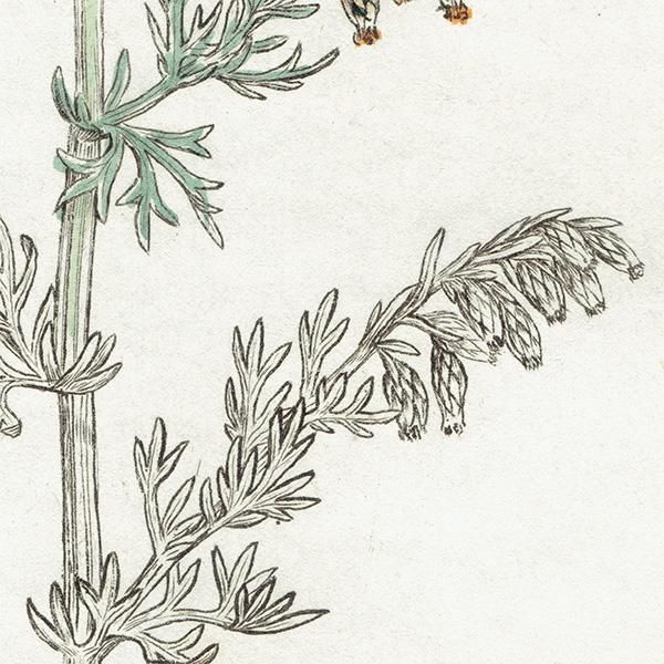 ꥹ ƥ ܥ˥륢/ʪ Artemisia maritimaʥߥ֥⥮. plate.1132,1839ǯ 0387